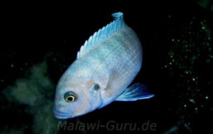 Metriaclima estherae